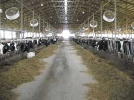 Commercial Feed Barn